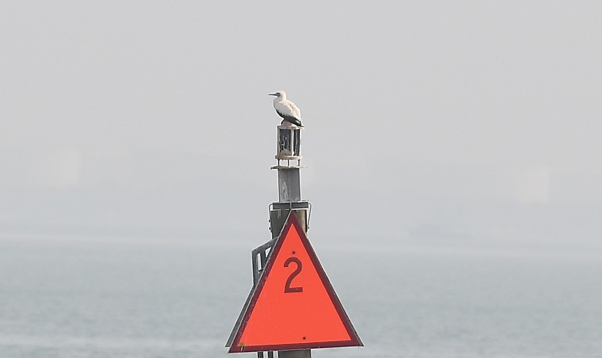 סולה אדומת-רגל - ML645678936