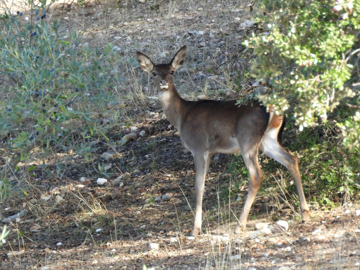 Animals - ML645678943