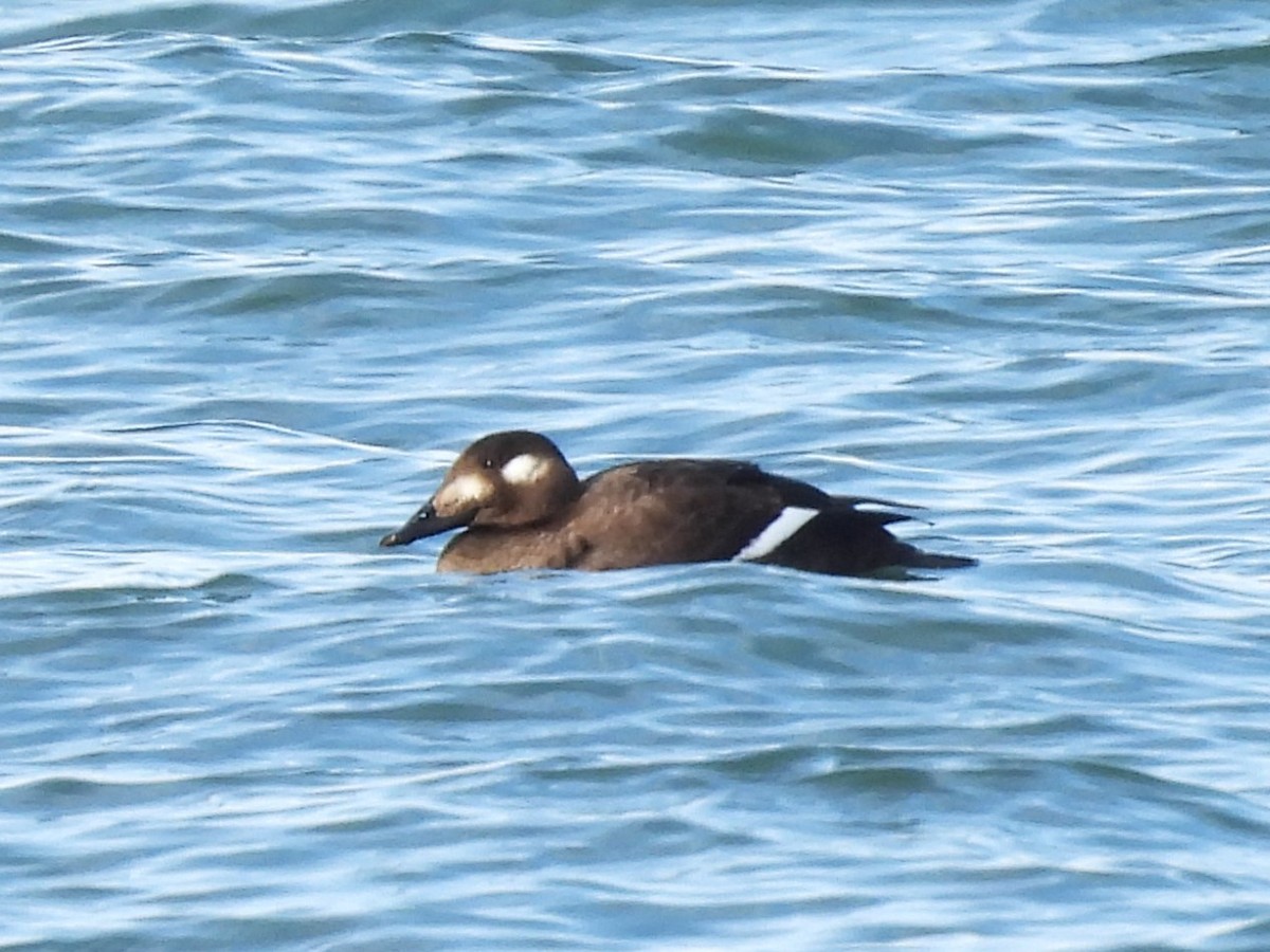 White-winged Scoter - ML645678944