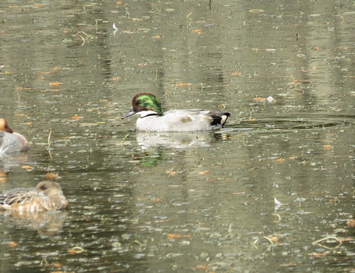 Falcated Duck - ML645678945