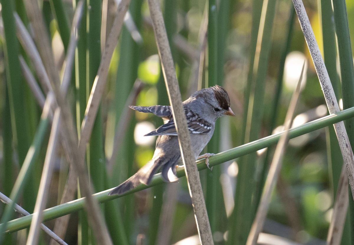 White-crowned Sparrow - ML645678946