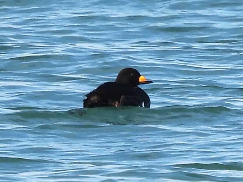 turpan žlutozobý - ML645678952