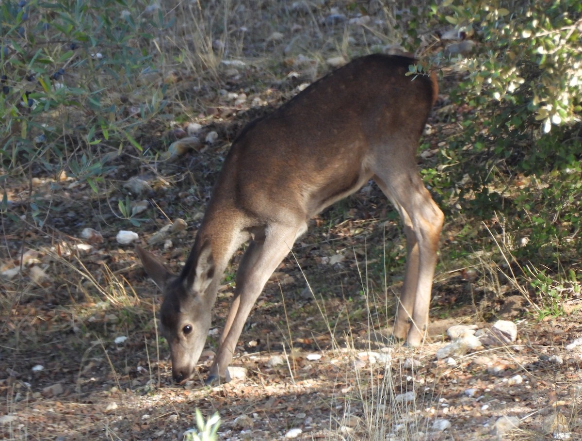 Animals - ML645678955