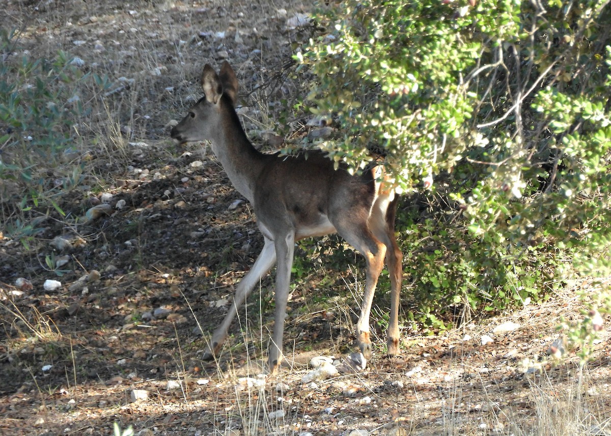 Animals - ML645678956