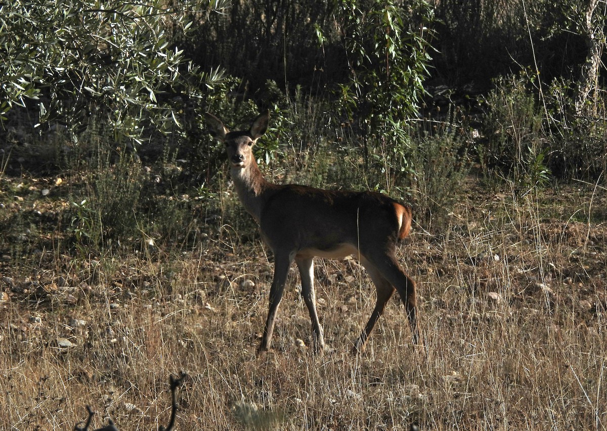 Animals - ML645678958