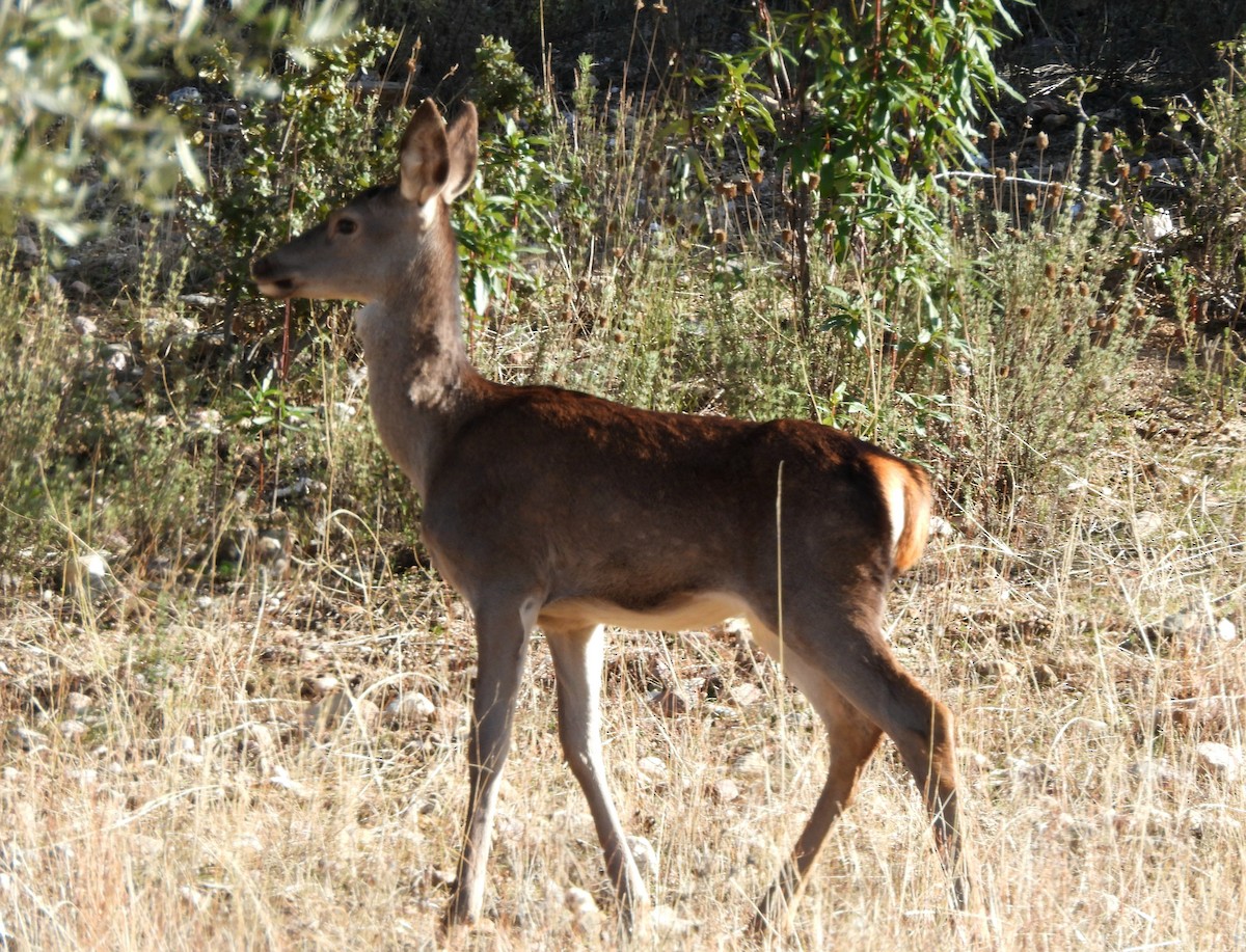 Animals - ML645678959