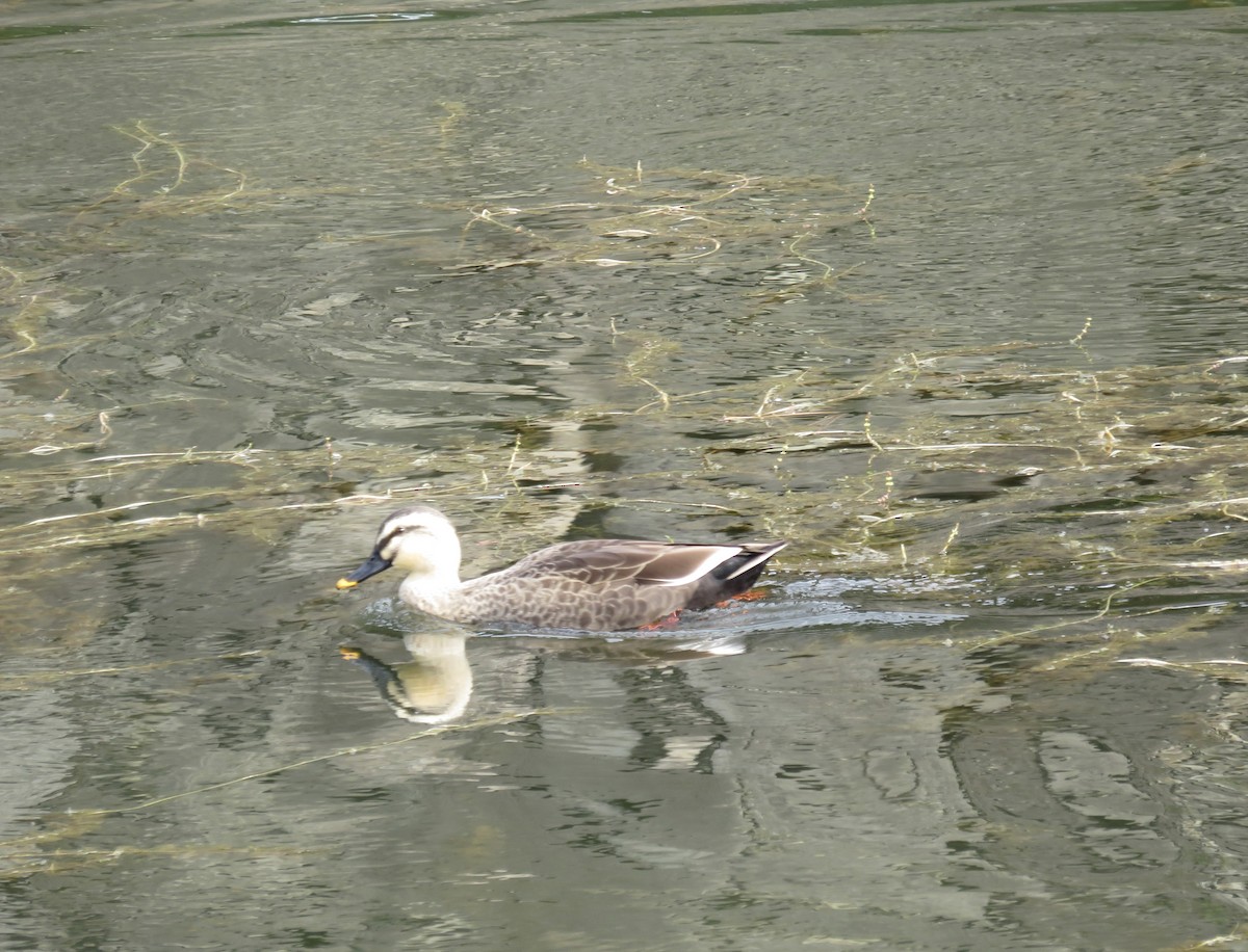 Eastern Spot-billed Duck - ML645678960