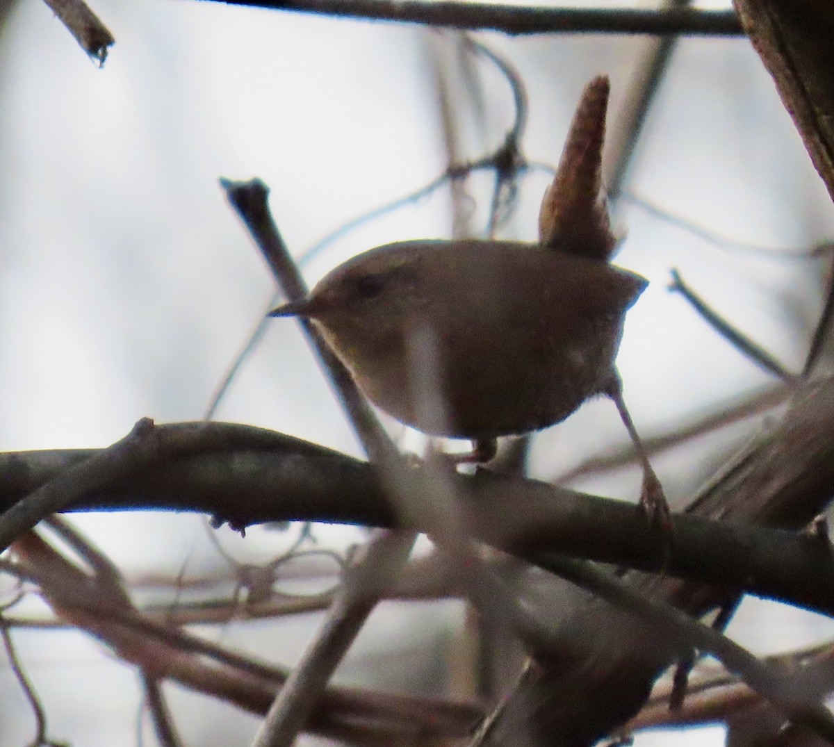 Winter Wren - ML645678961