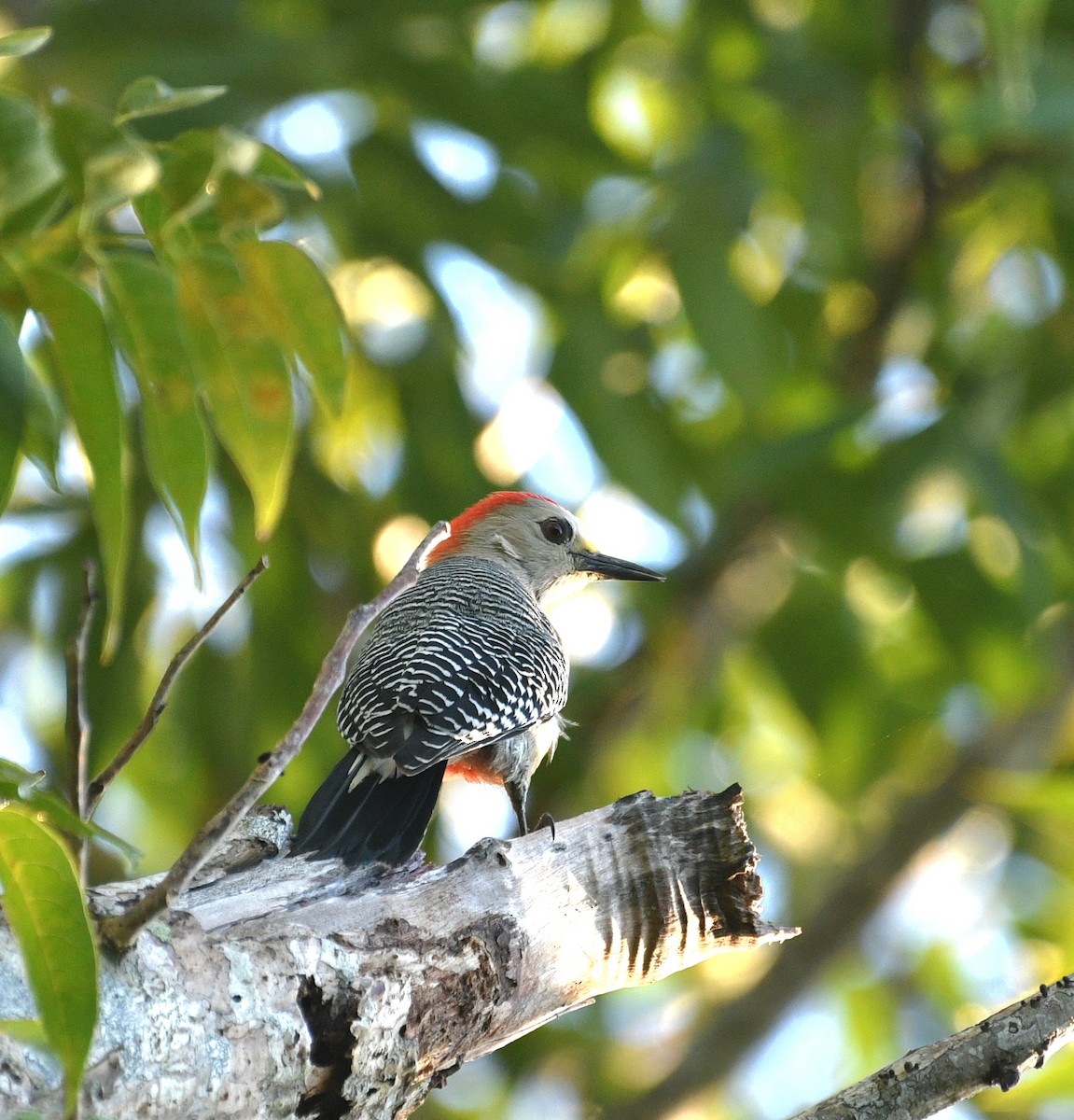 Yucatan Woodpecker - ML645678968