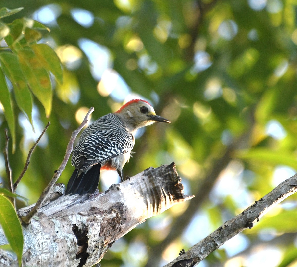 Yucatan Woodpecker - ML645678969