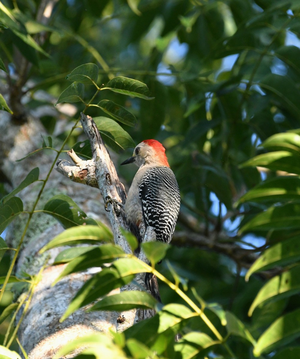 Yucatan Woodpecker - ML645678970