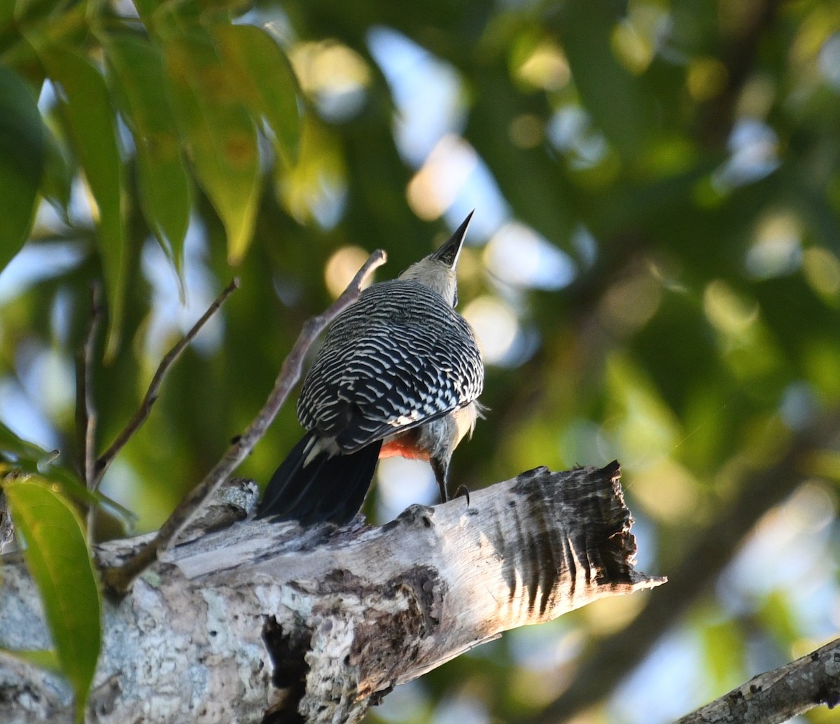 Yucatan Woodpecker - ML645678971