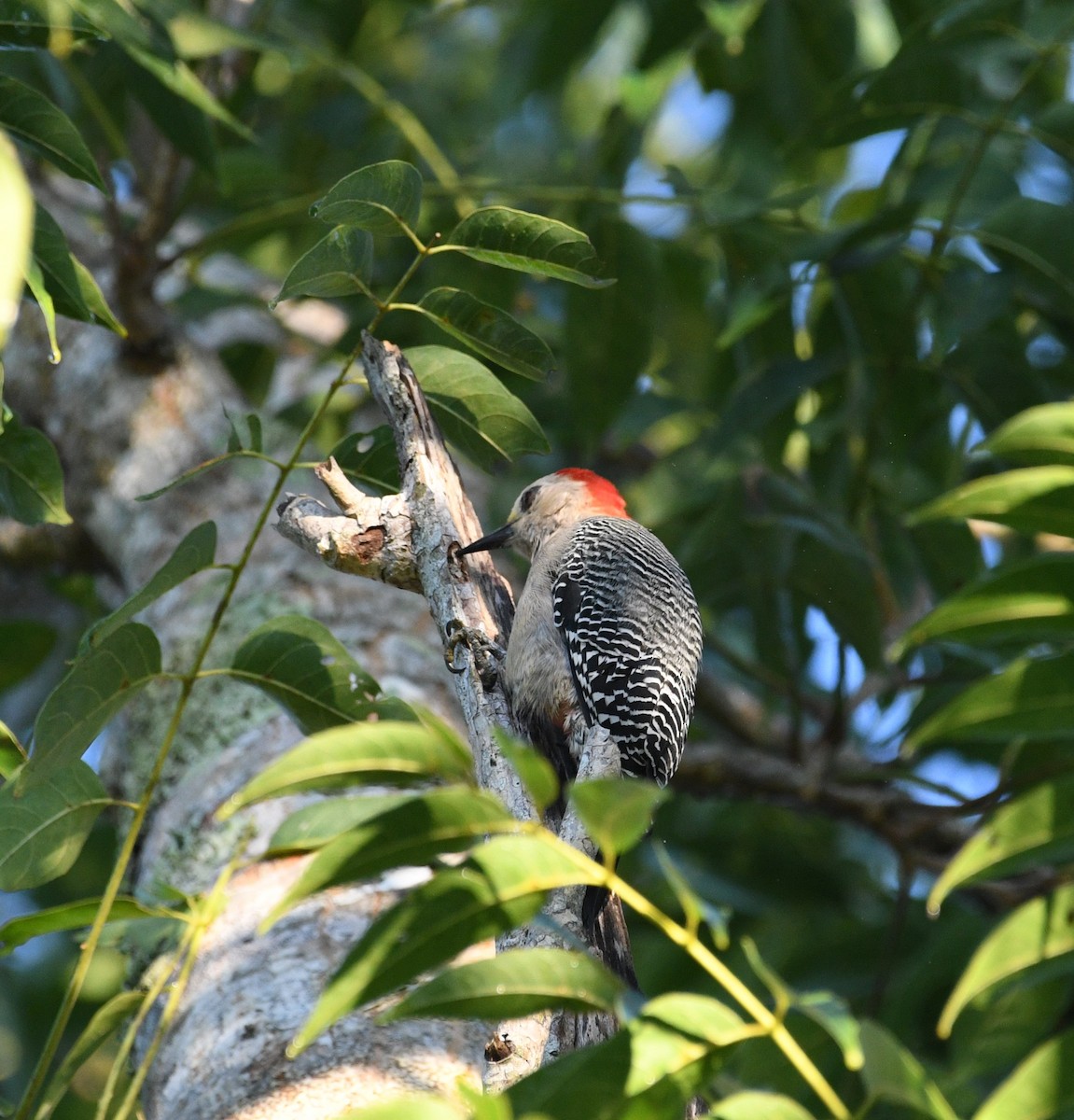 Yucatan Woodpecker - ML645678972