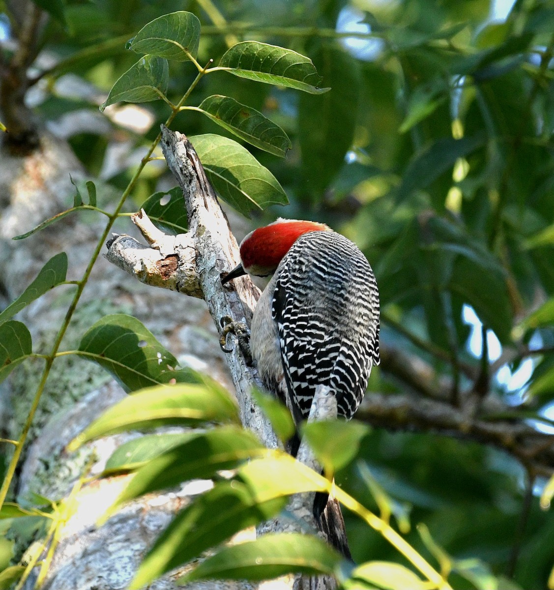 Yucatan Woodpecker - ML645678973