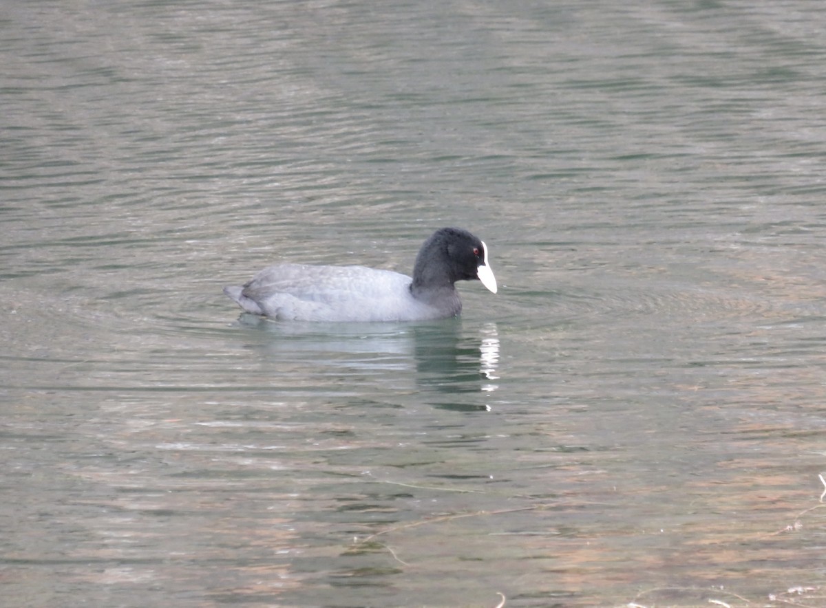 Eurasian Coot - ML645678982
