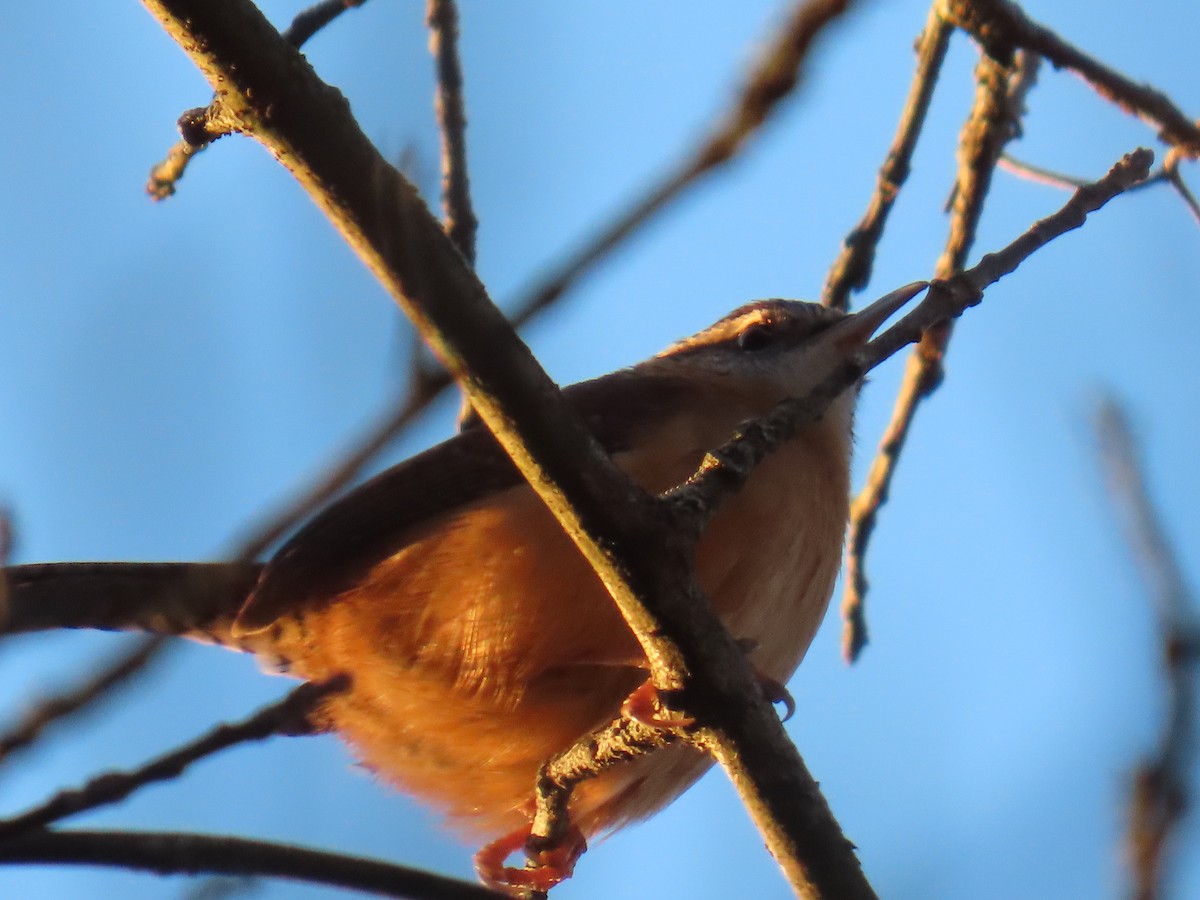 Carolina Wren - ML645678984