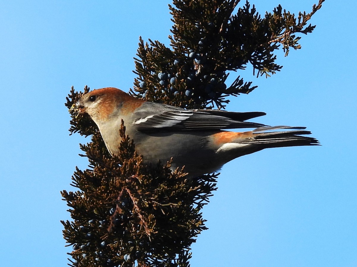 Нарсны шүршүү - ML645678985