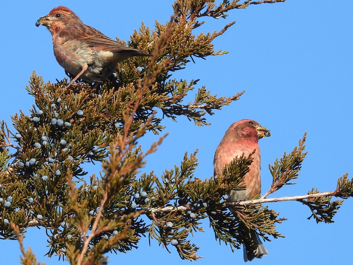 Purple Finch - ML645678998