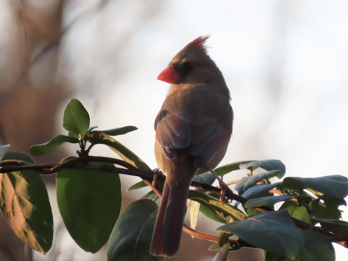 Northern Cardinal - ML645679000