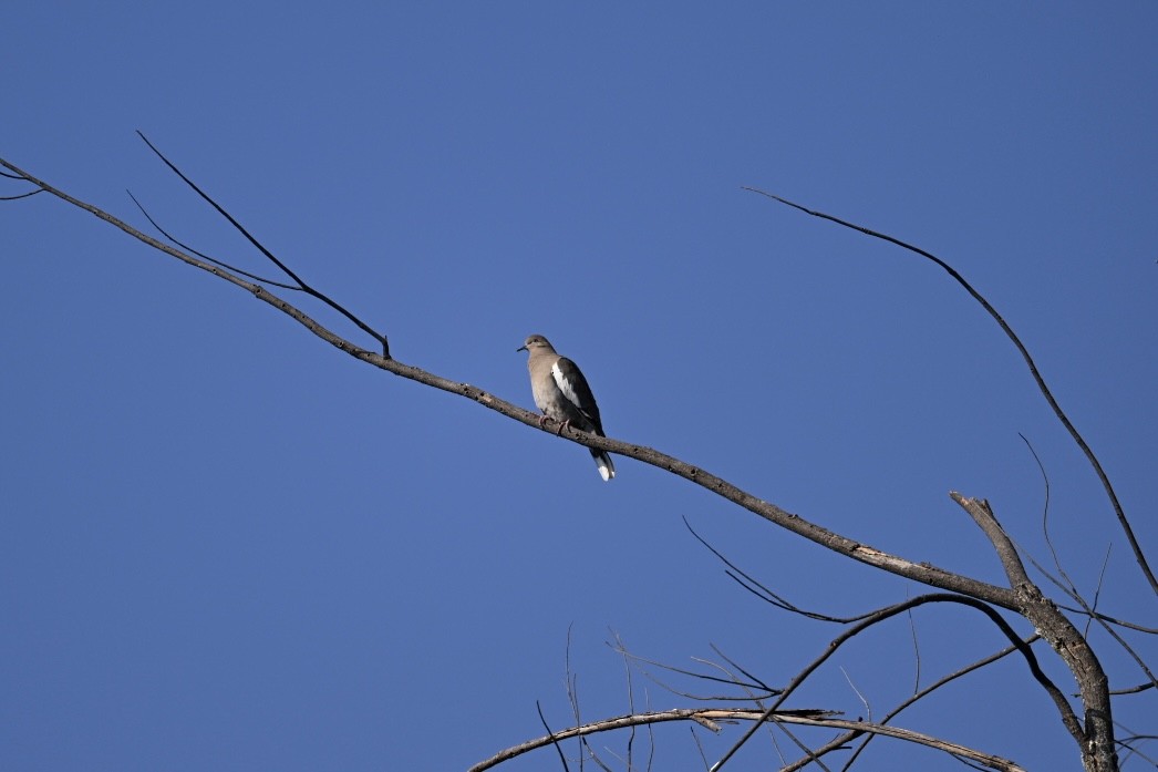 White-winged Dove - ML645679002