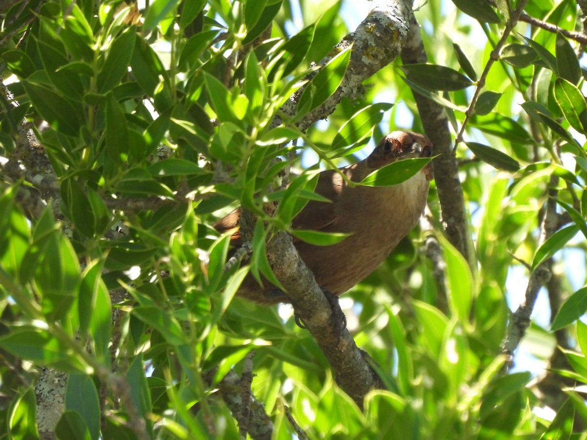 Chaco Earthcreeper - ML645679003