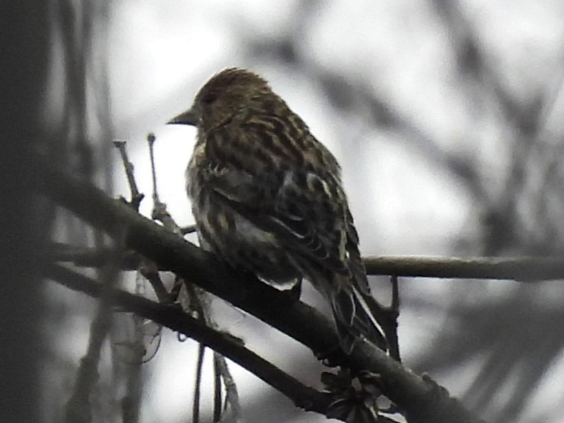 Pine Siskin - ML645679004
