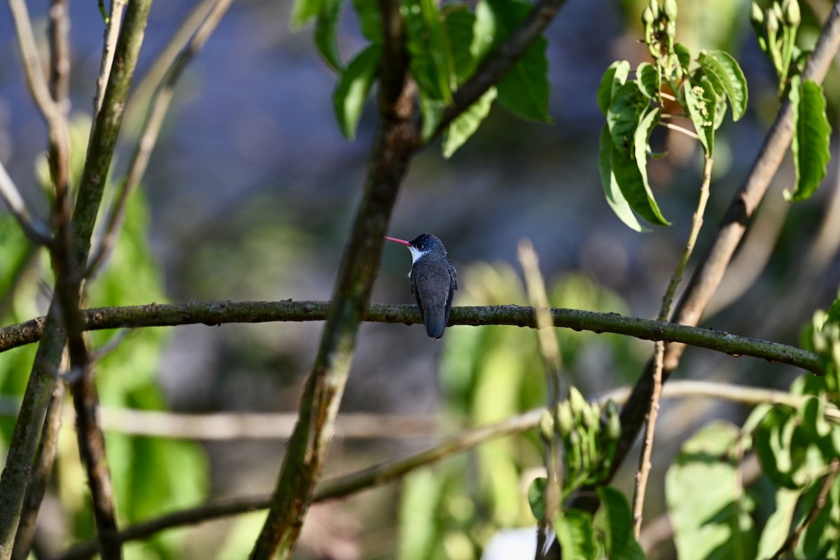 Violet-crowned Hummingbird - ML645679008