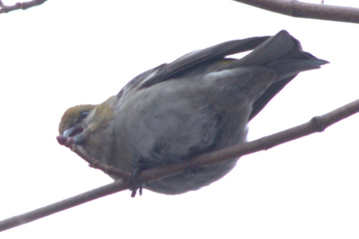 Pinu-gailupa - ML645679014