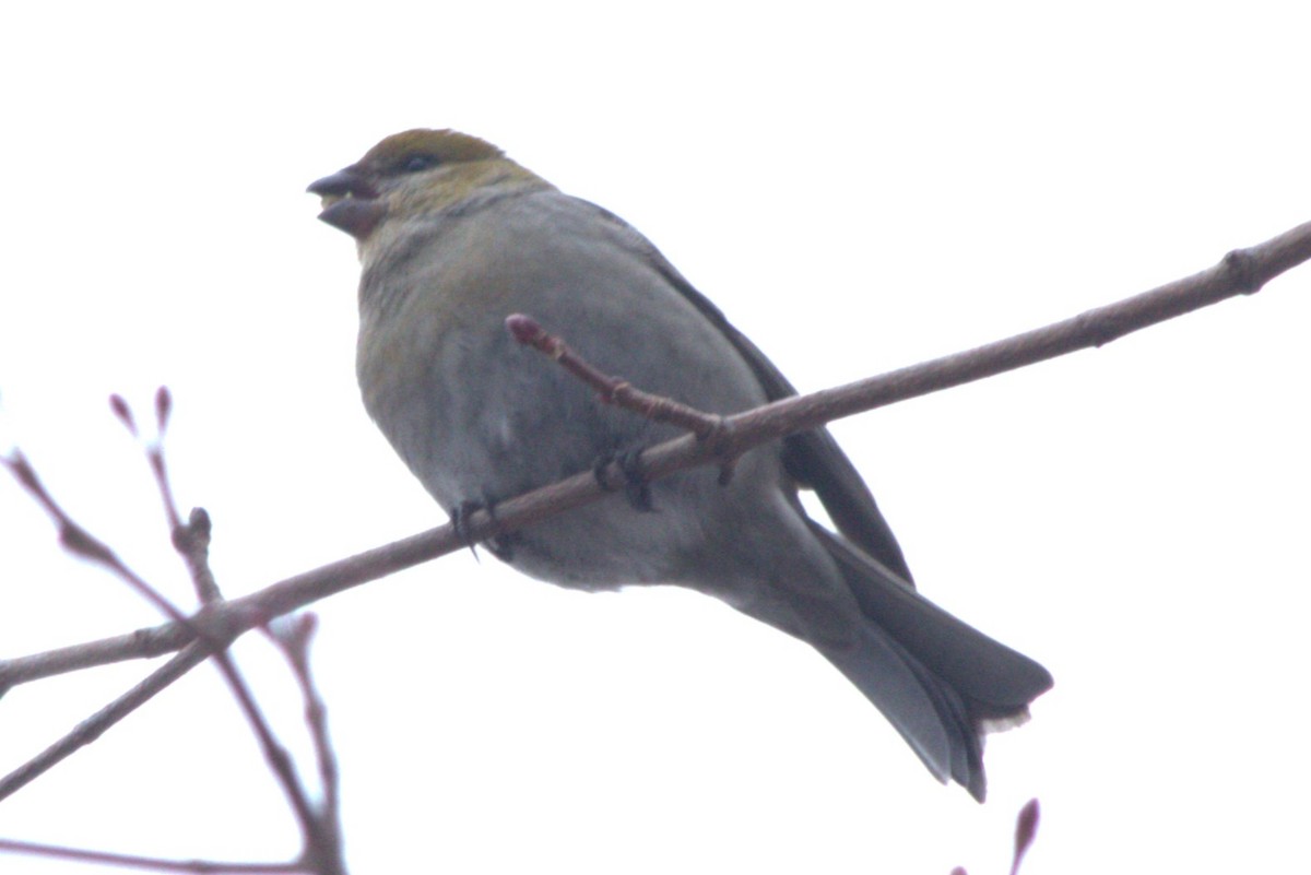 Pinu-gailupa - ML645679015