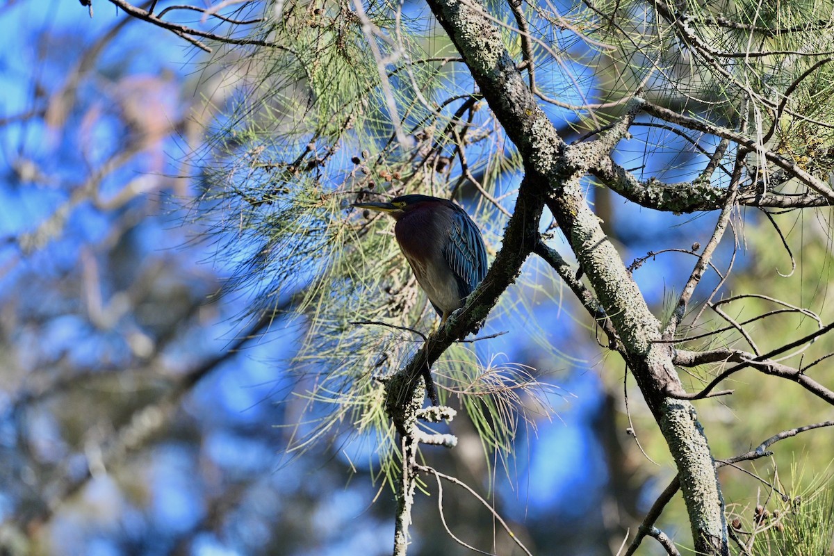 Green Heron - ML645679025