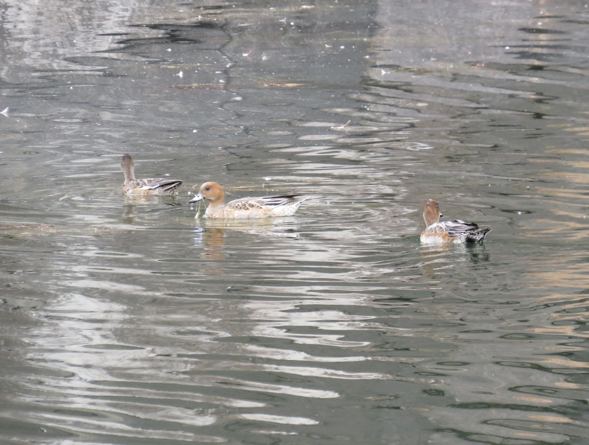 Eurasian Wigeon - ML645679026