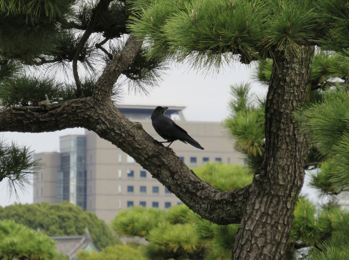 Large-billed Crow - ML645679029