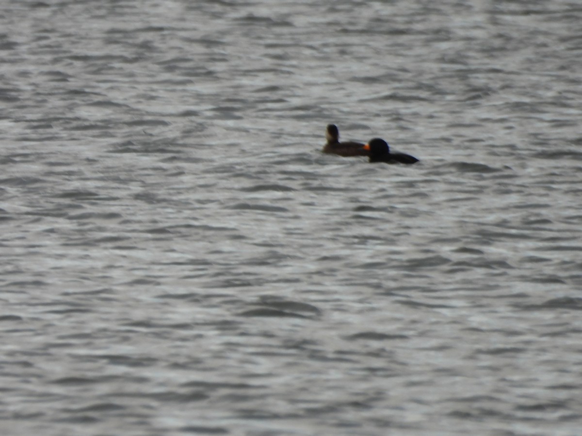 turpan žlutozobý - ML645679031