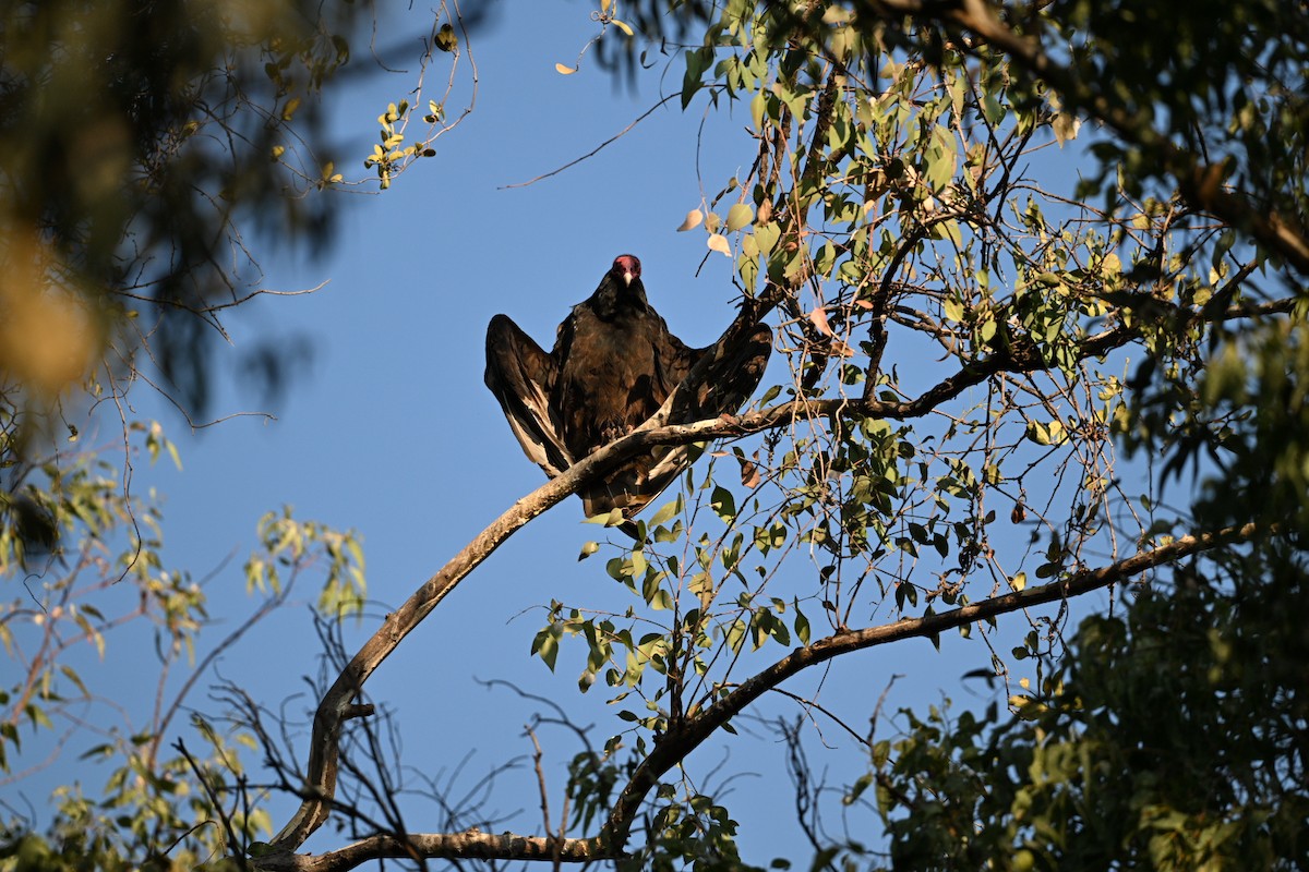 Turkey Vulture - ML645679033