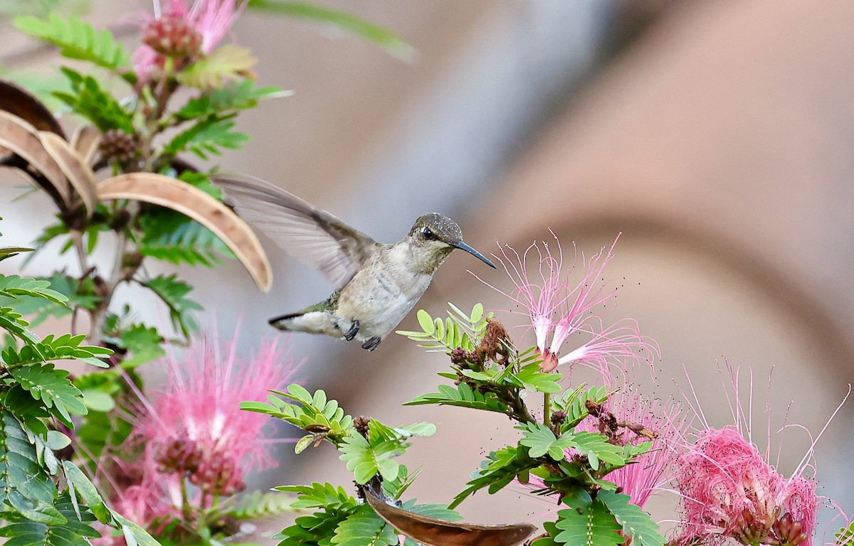 Ruby-throated Hummingbird - ML645679034