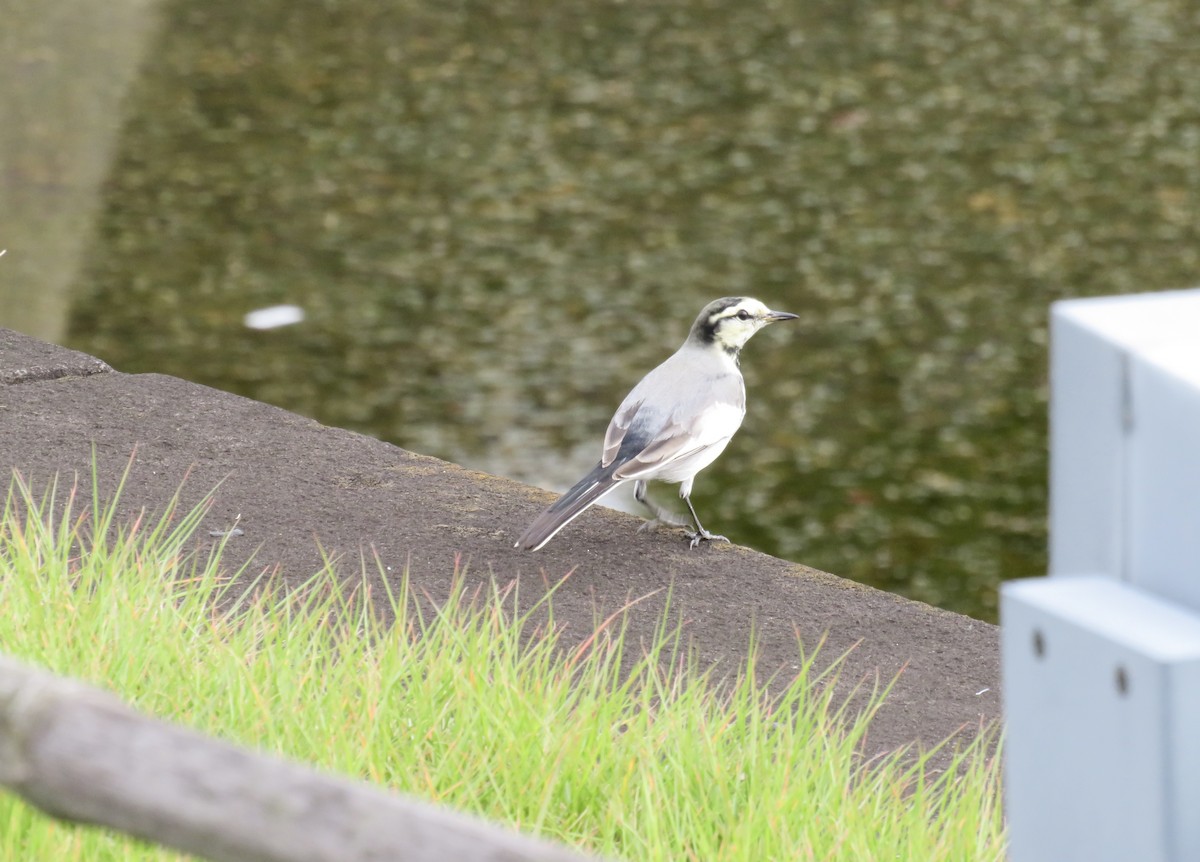 White Wagtail - ML645679040