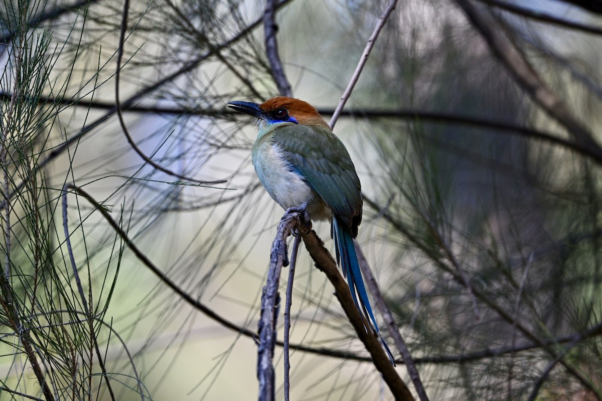 Russet-crowned Motmot - ML645679047