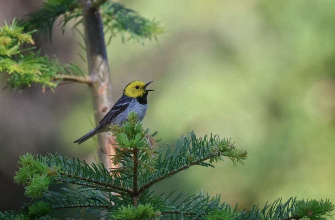 Paruline à tête jaune - ML645679048