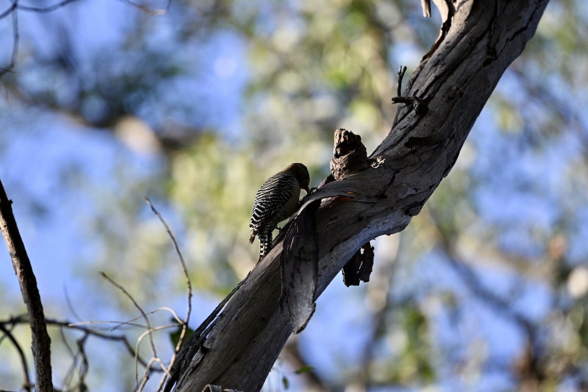 Gila Woodpecker - ML645679068