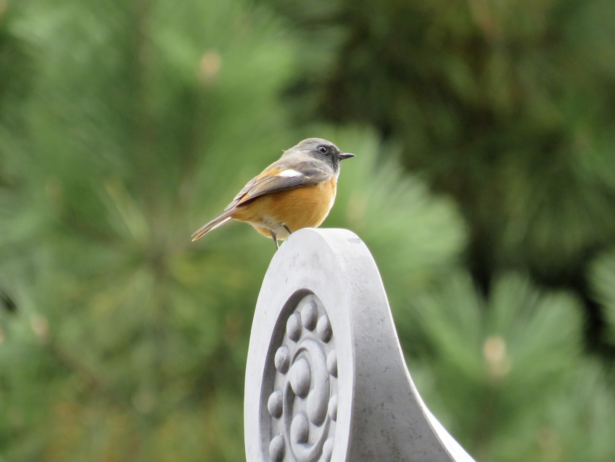 Daurian Redstart - ML645679070