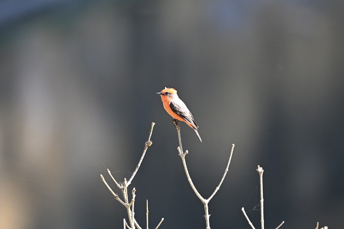 Vermilion Flycatcher - ML645679080
