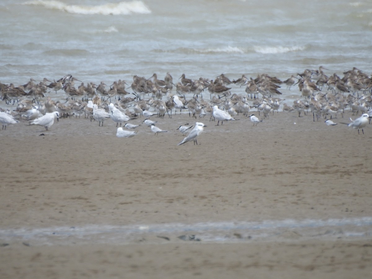 Gull-billed Tern - ML645679081