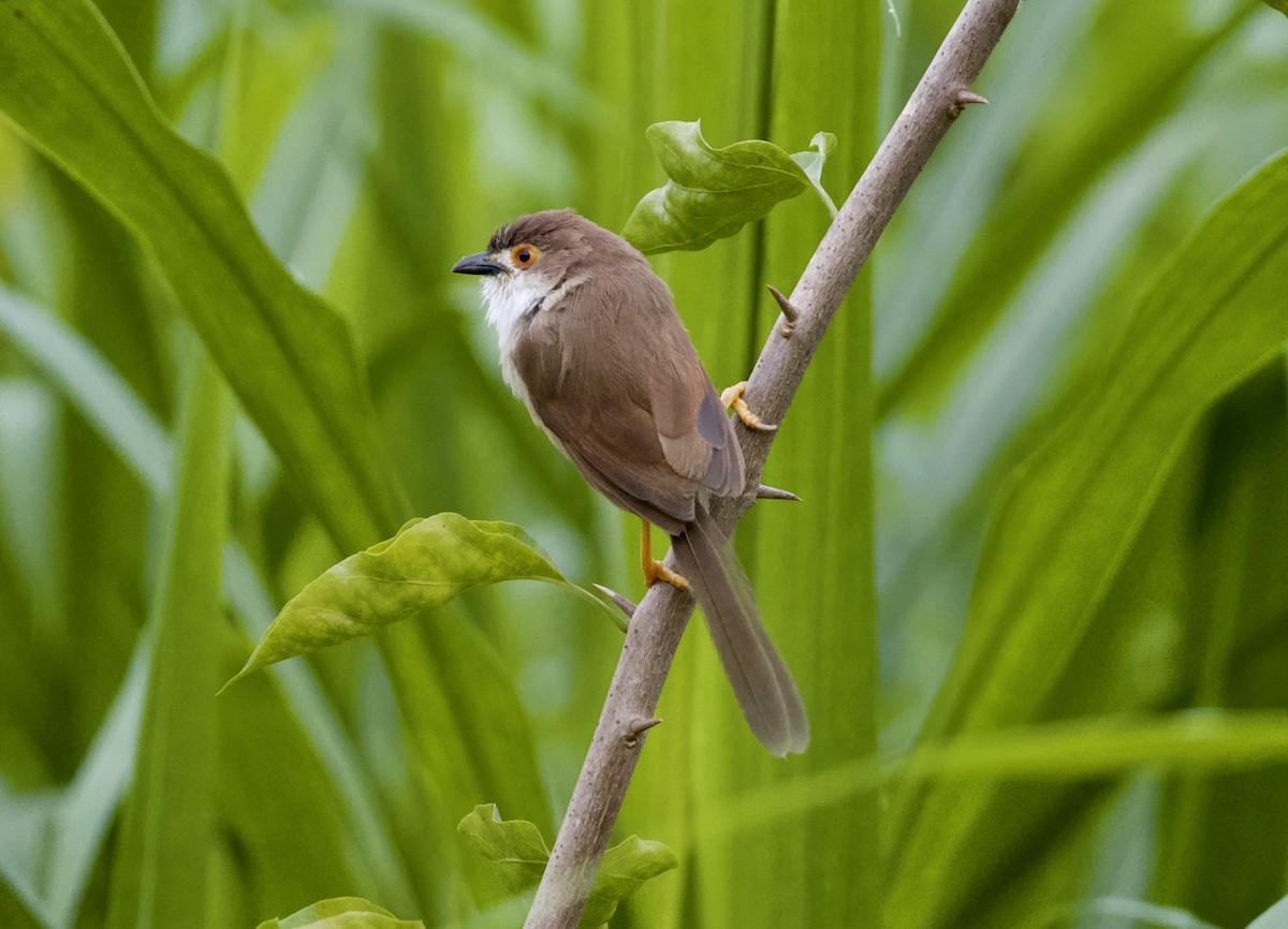Yellow-eyed Babbler - ML645679086