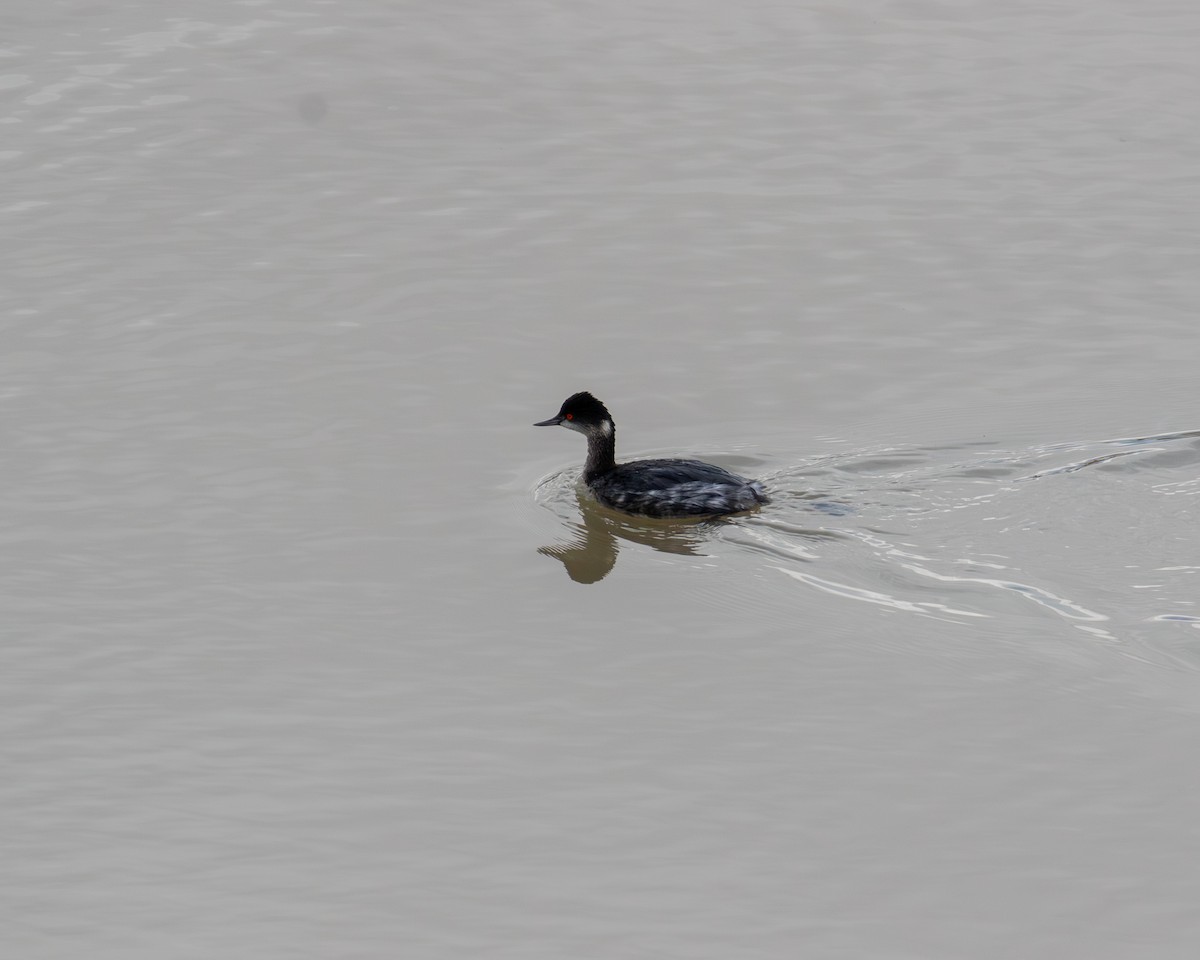 Schwarzhalstaucher - ML645679087