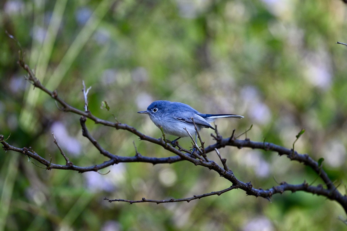 Голубая комароловка - ML645679091