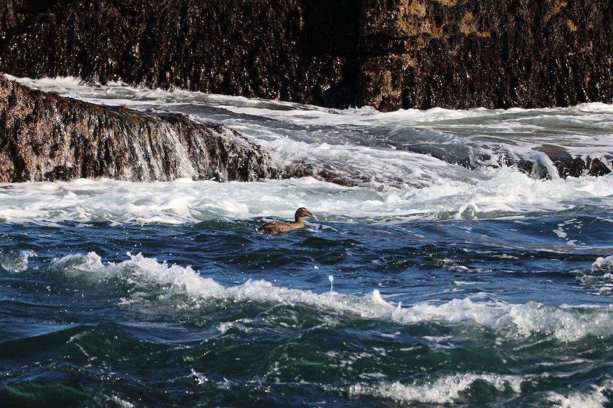 Eider arrunta - ML645679103