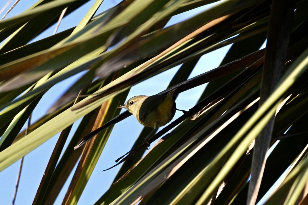 Orange-crowned Warbler - ML645679104