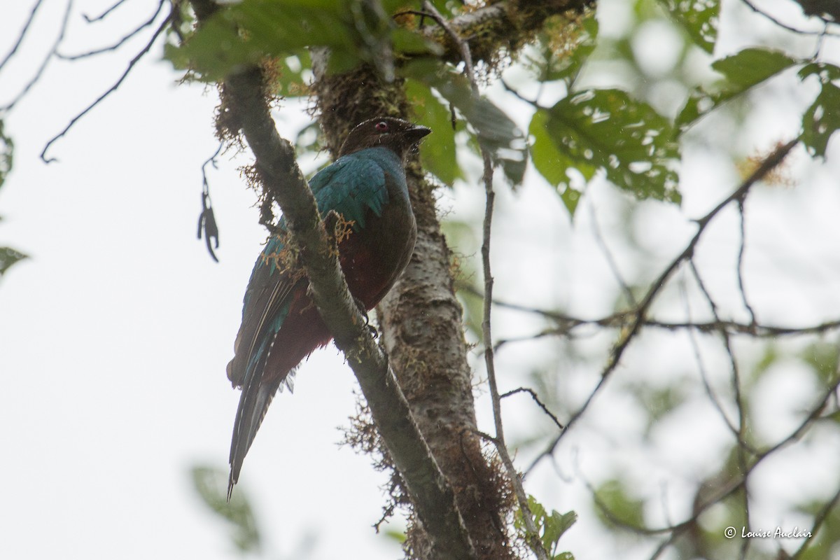 Golden-headed Quetzal - ML645679108