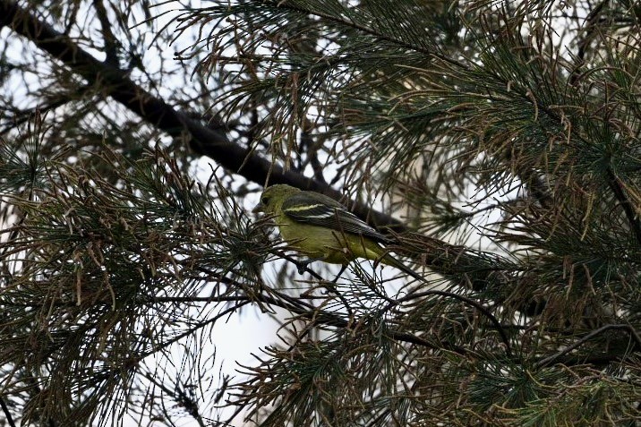 Western Tanager - ML645679114