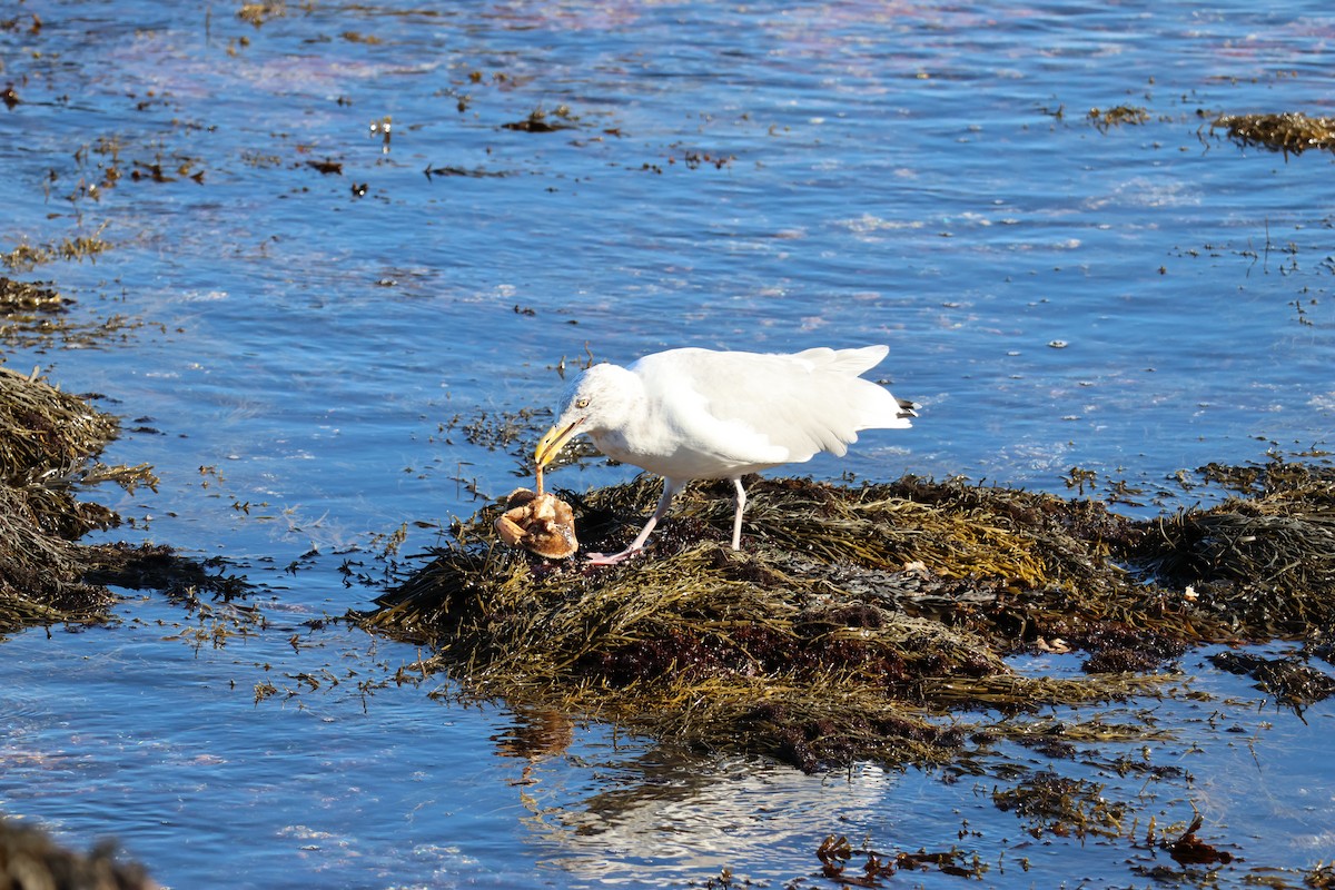 Kaio hauskara amerikarra - ML645679115